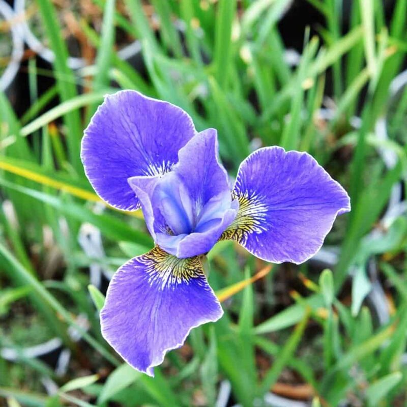 Iris sibirica 'Silver Edge' ---